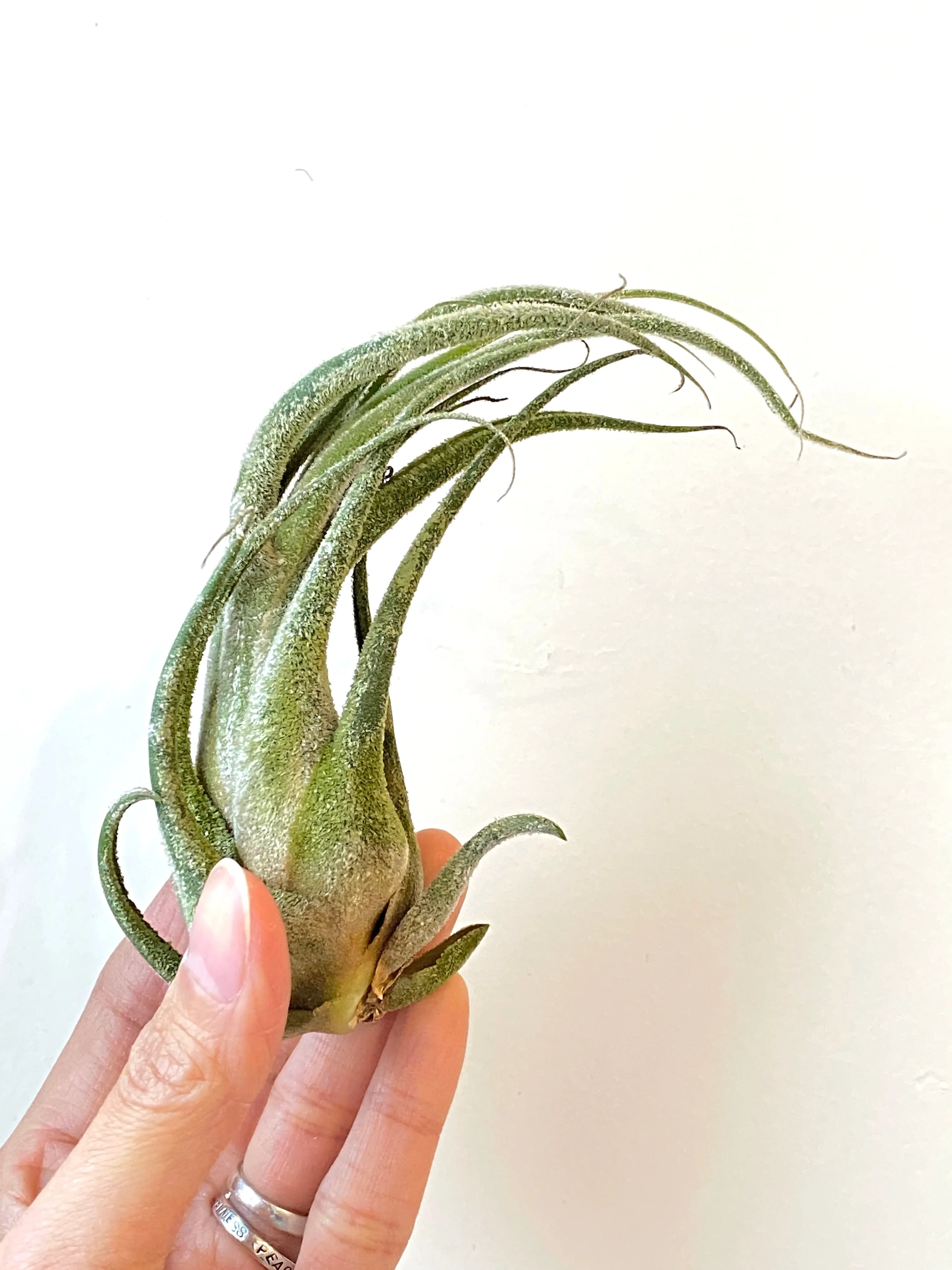 Seleriana Air Plants