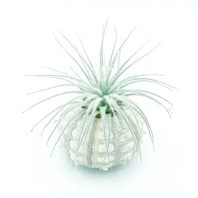 Sputnik Sea Urchin   Tectorum